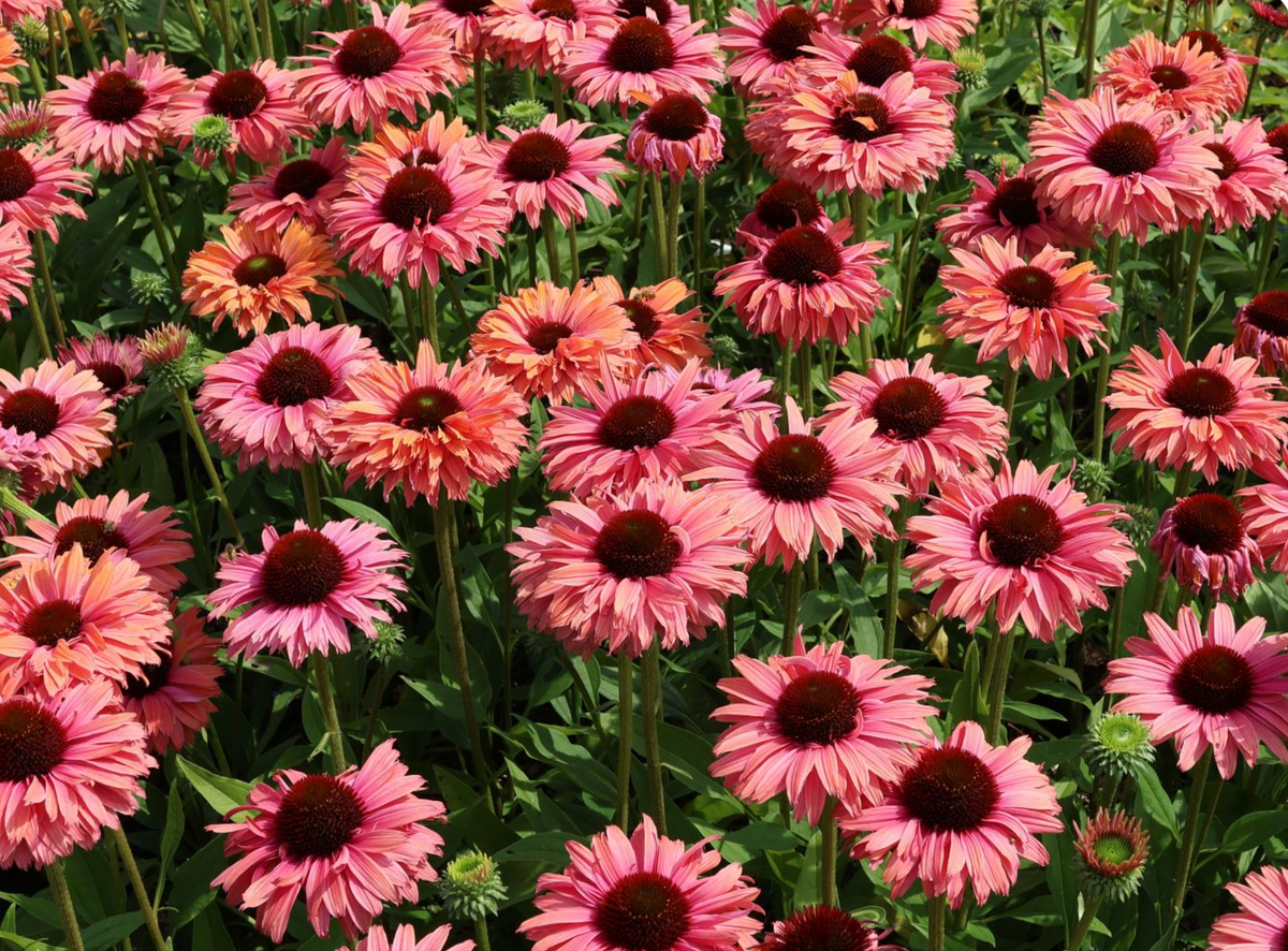Rainbow Echinacea Plant: SunSeekers® Rainbow – Set of 2