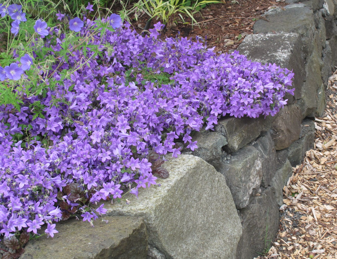 Campanula Birch Hybrid (bellflower)- Set of 2 Plants