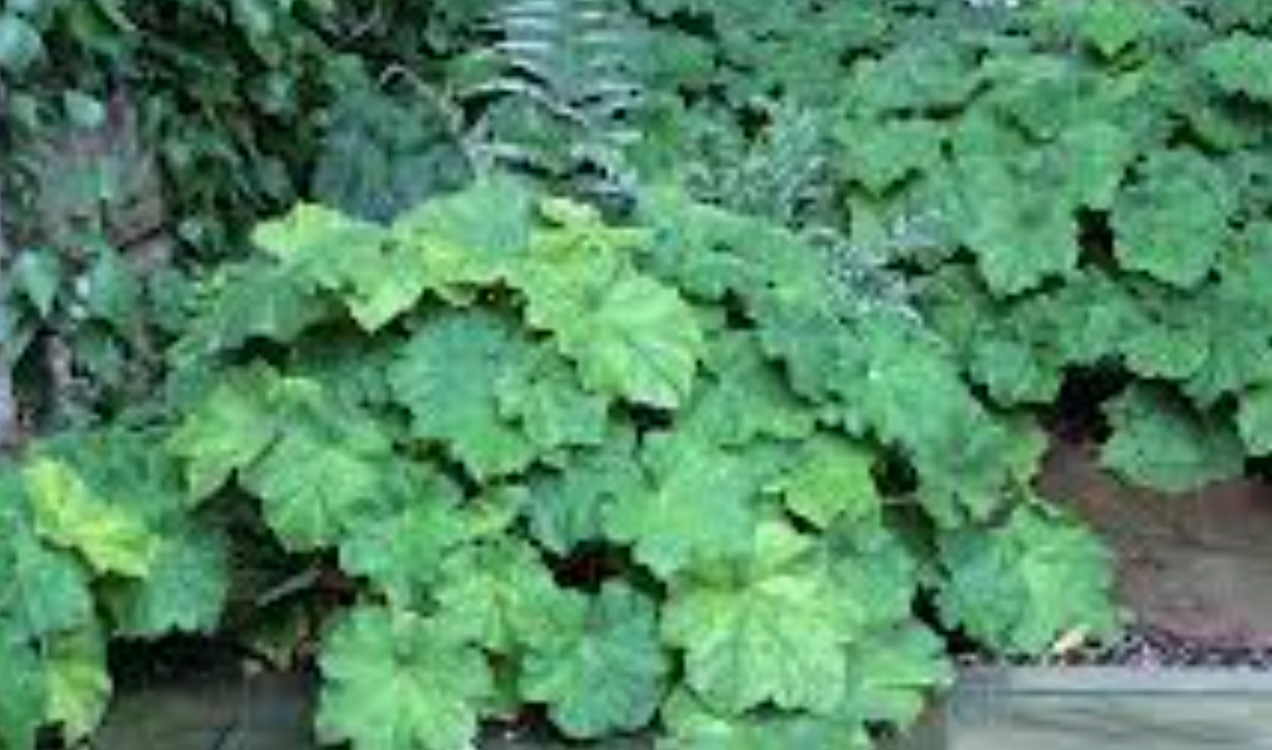 Heuchera macrorhiza 'Autumn Bride' (3 Plants)