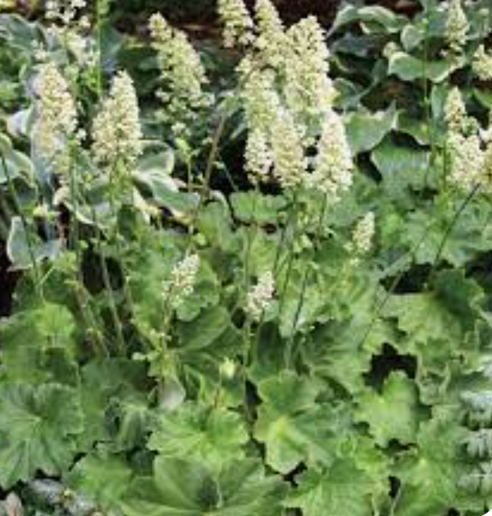 Heuchera macrorhiza 'Autumn Bride' (3 Plants)