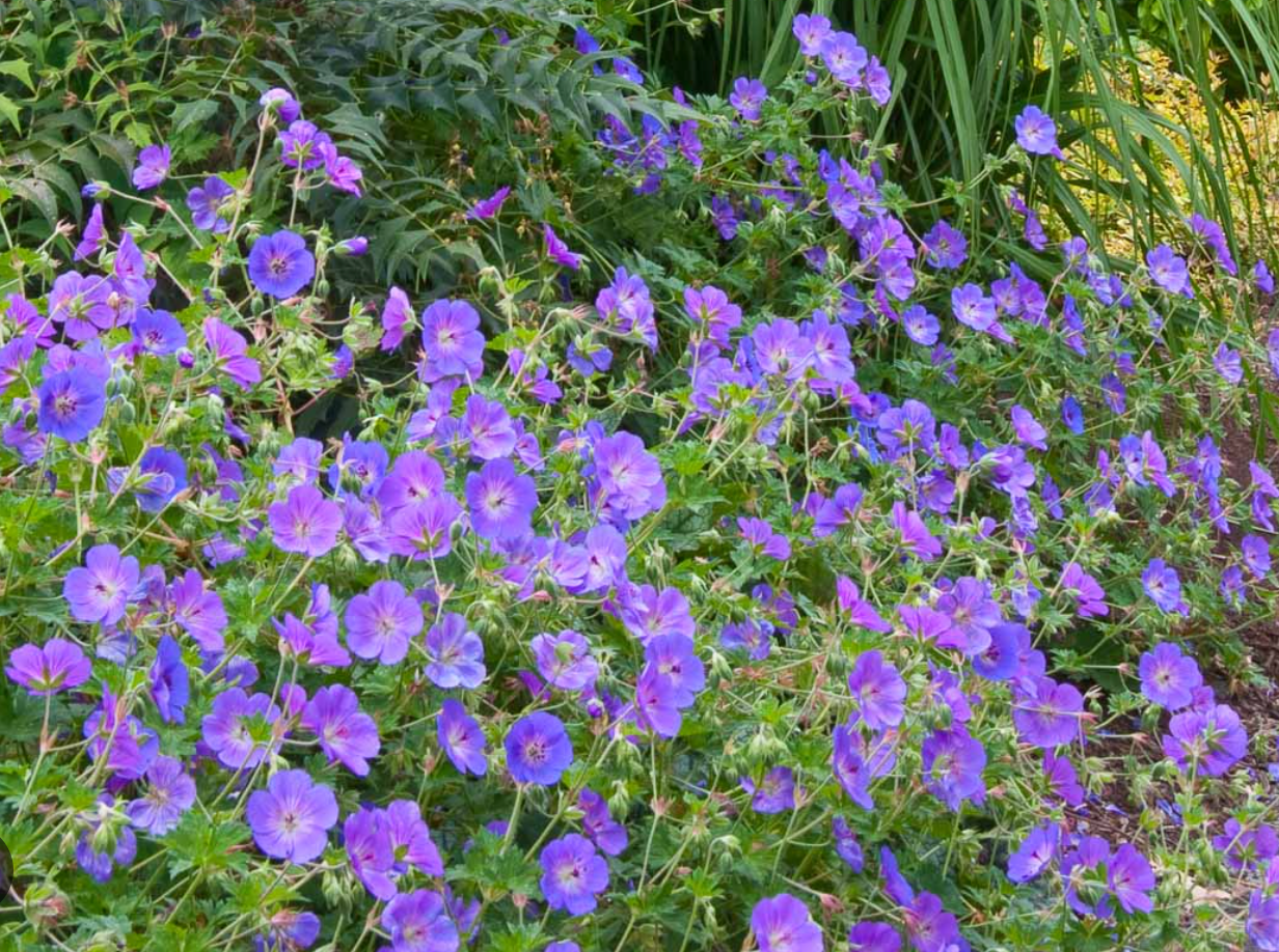 Geranium Rozanne- Cranesbill (2 Plants)