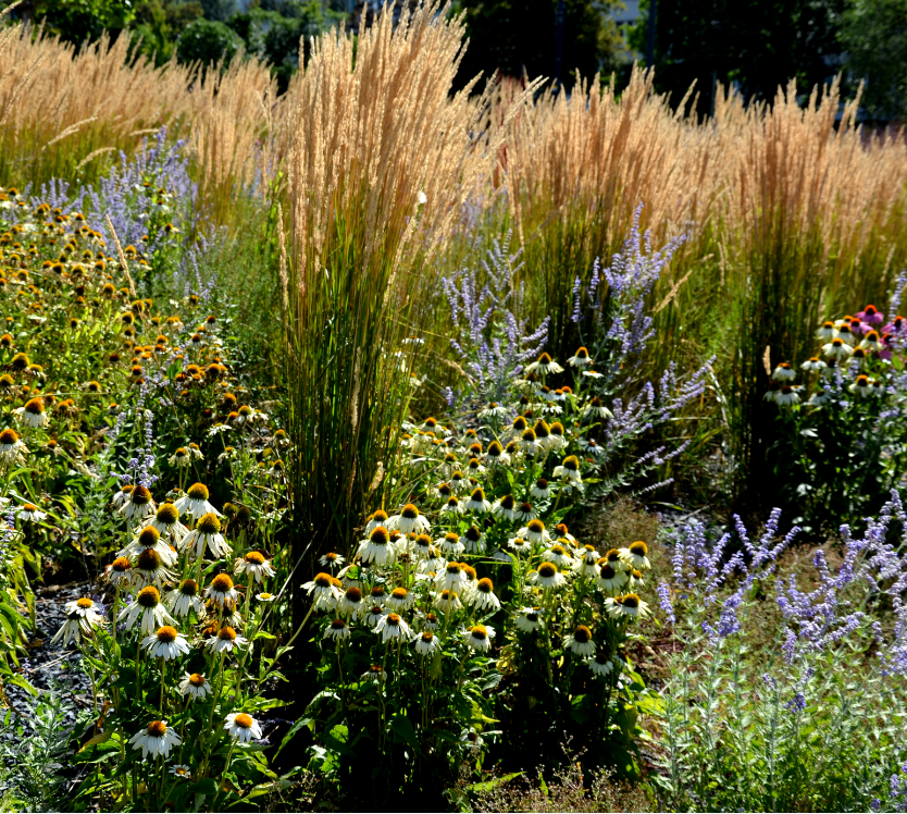 Calamagrostis 'Karl Foerster' Feather Reed Grass 3 starter plants)