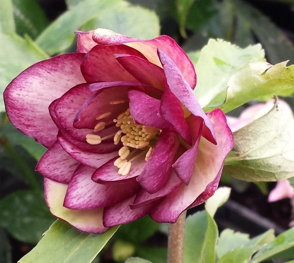 HELLEBORUS Brandywine’ Lenten Rose (2 Plants)