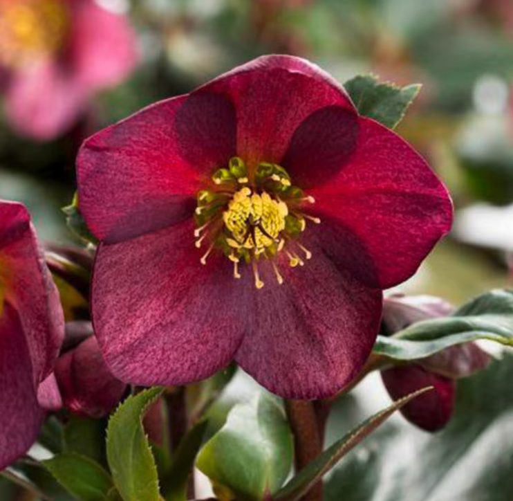 HELLEBORUS Brandywine’ Lenten Rose (2 Plants)