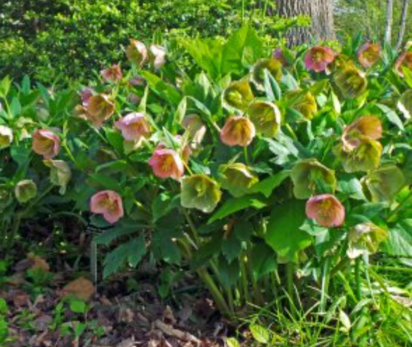 HELLEBORUS Brandywine’ Lenten Rose (2 Plants)