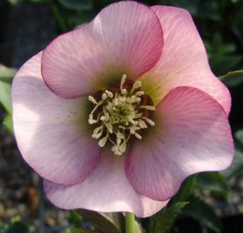 HELLEBORUS Brandywine’ Lenten Rose (2 Plants)