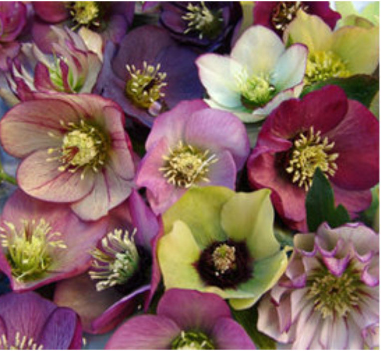 HELLEBORUS Brandywine’ Lenten Rose (2 Plants)