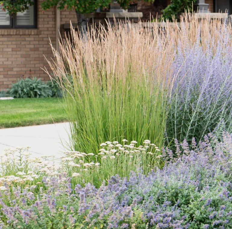 Calamagrostis 'Karl Foerster' Feather Reed Grass 3 starter plants)