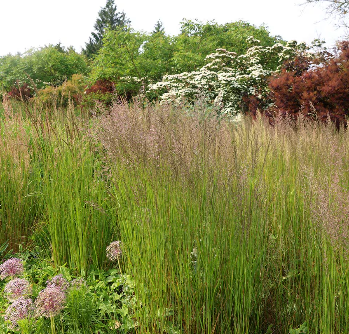 Calamagrostis 'Karl Foerster' Feather Reed Grass 3 starter plants)