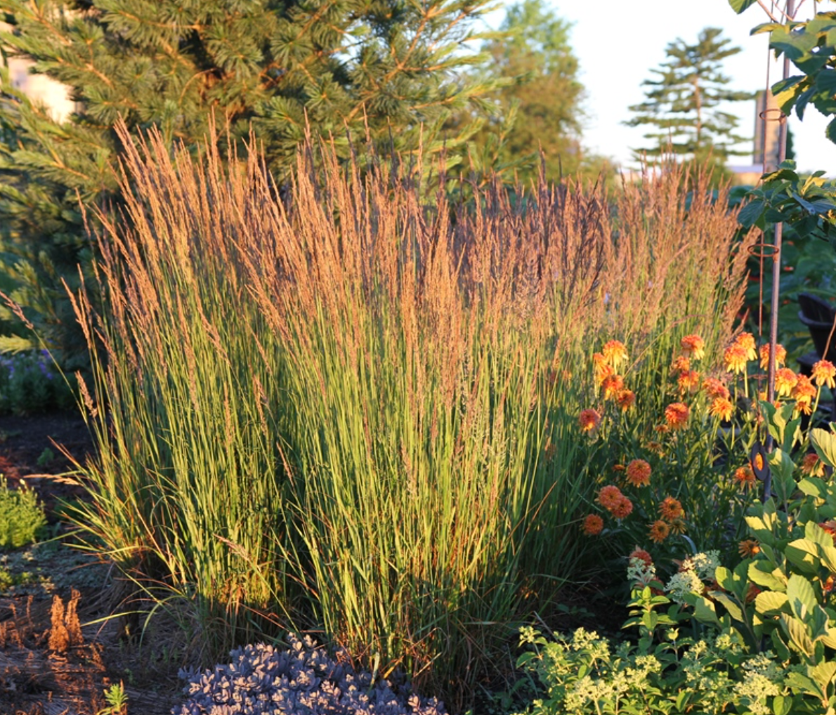 Calamagrostis 'Karl Foerster' Feather Reed Grass 3 starter plants)