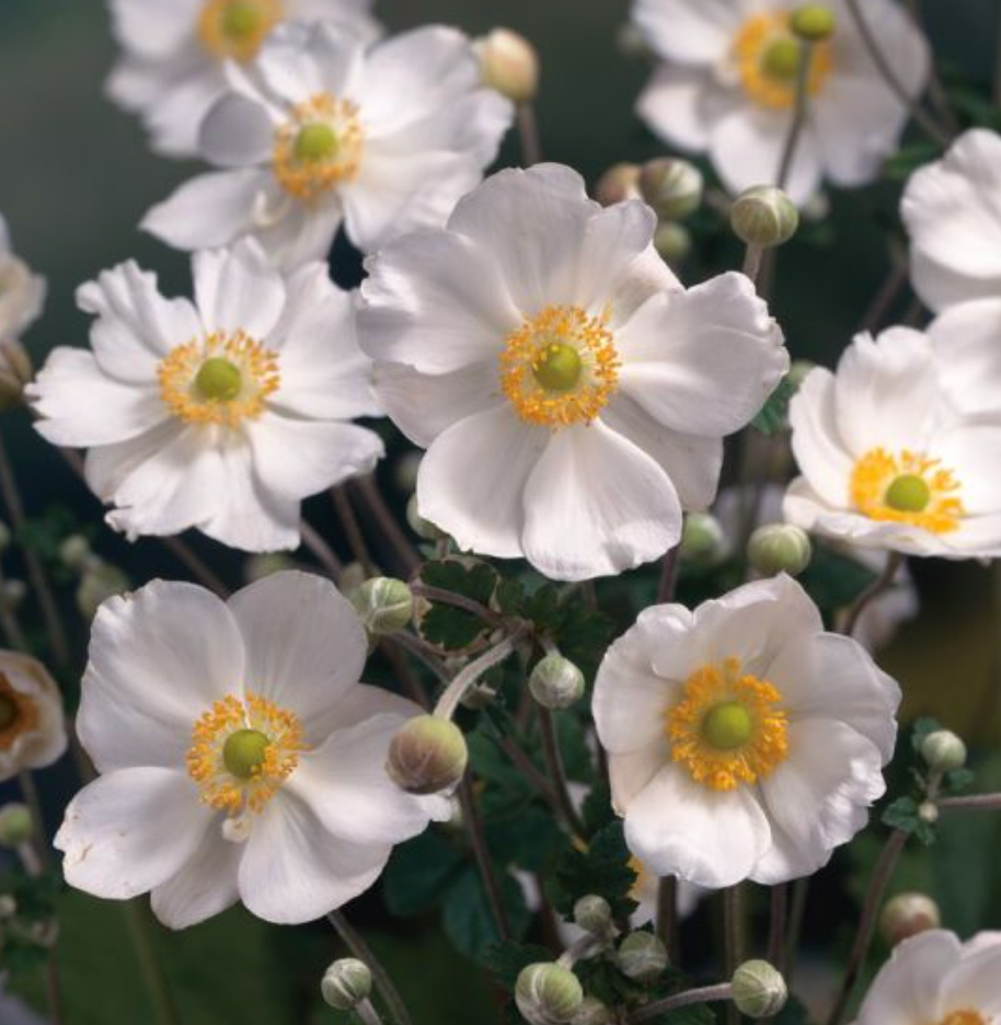 Anemone 'Honorine Jobert' (2 Plants)