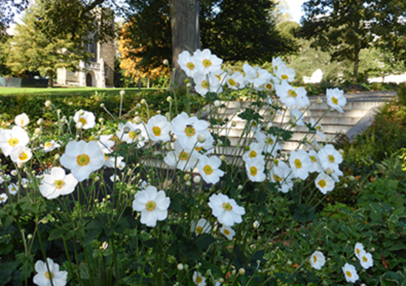 Anemone 'Honorine Jobert' (2 Plants)
