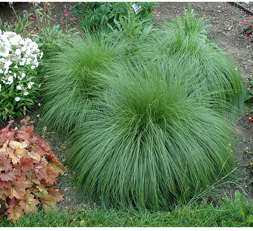 Sporobolus Heterolepis- Native Grass (3 plants)