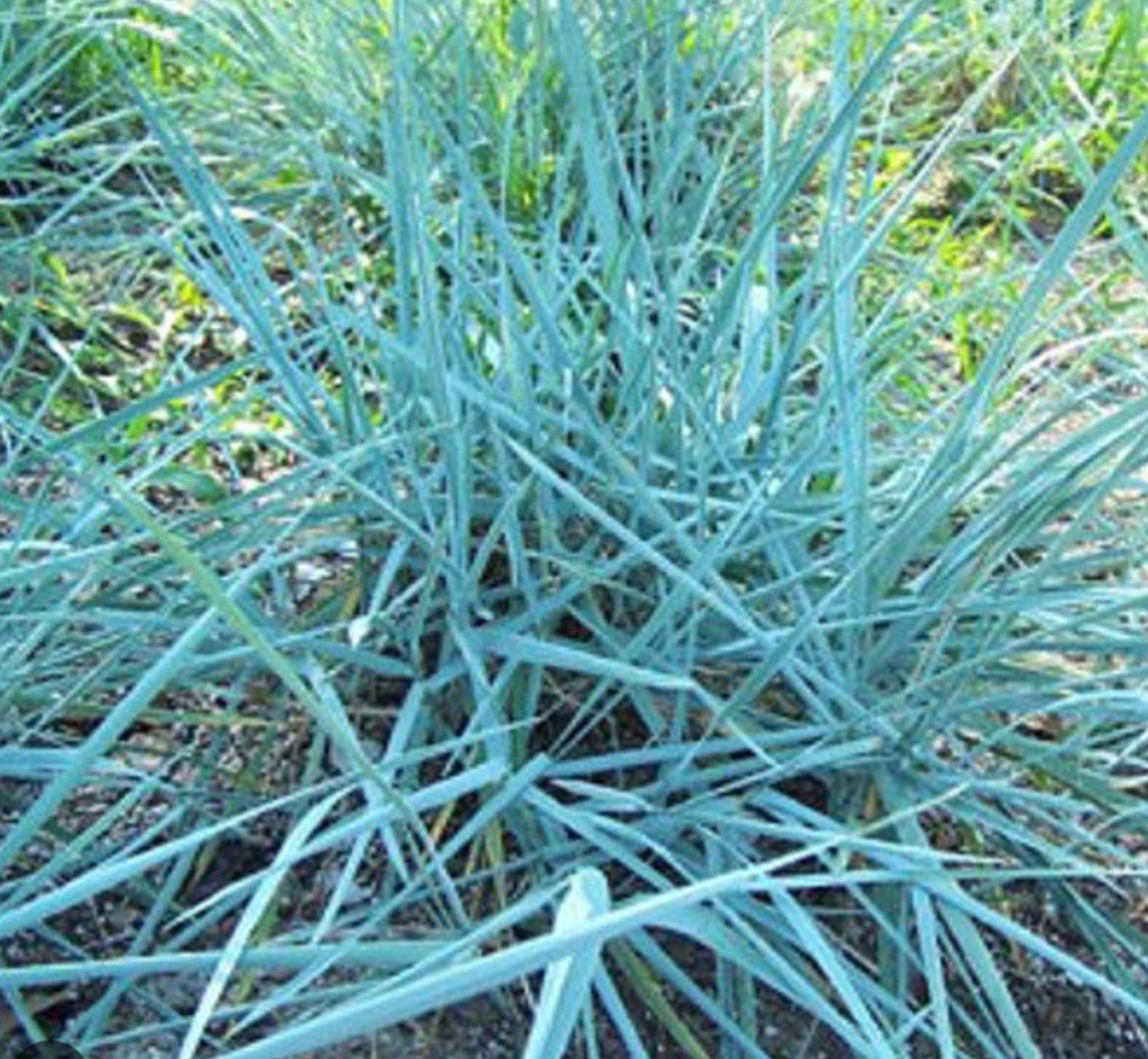 Leymus Blue Dune (3 Plants)