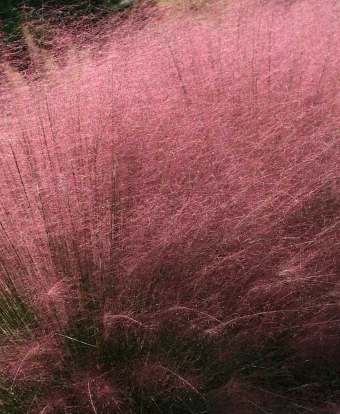 Native Ornamental Grass Muhlenbergia Pink Cloud- Pink Muhly Grass (2 Plants)