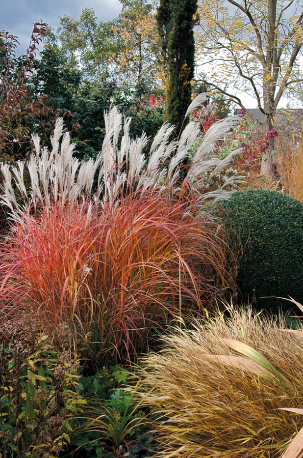 Miscanthus ‘Fire Dragon’ Maiden Grass- 2 plants