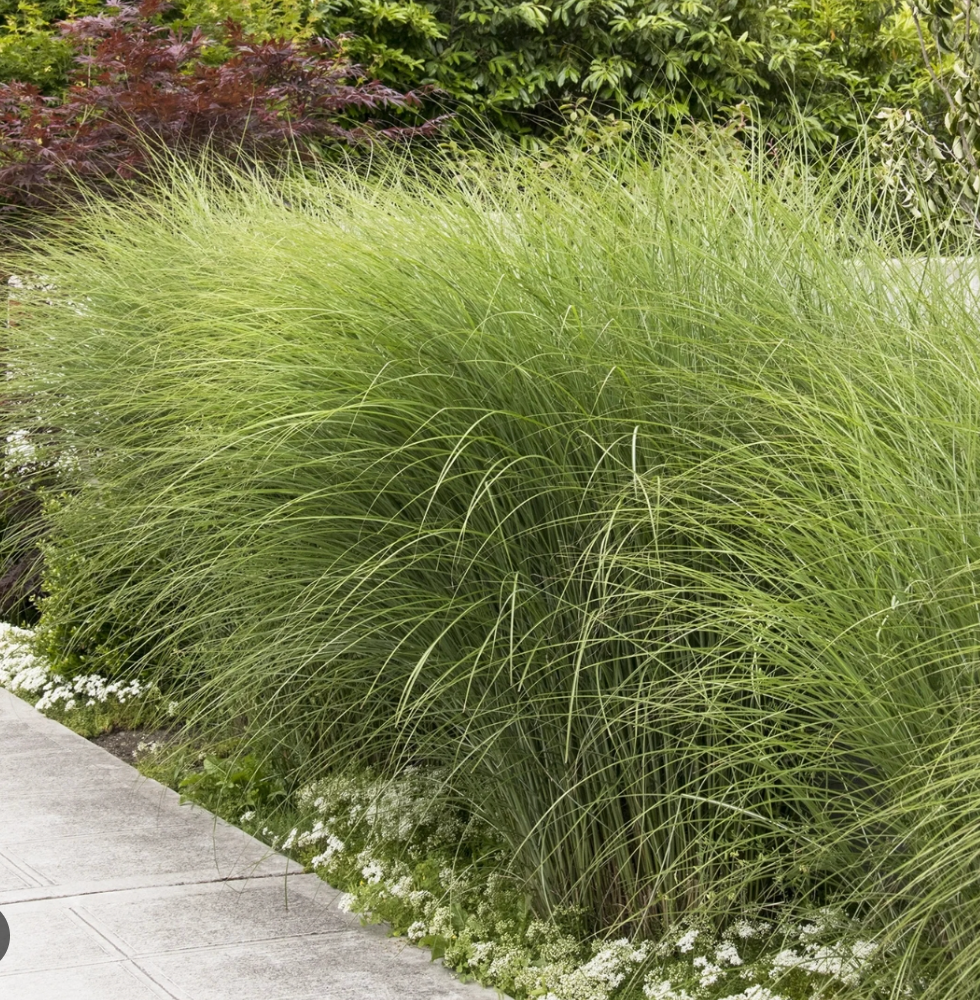 Miscanthus sinensis ‘Gracillimus’- 2 plants