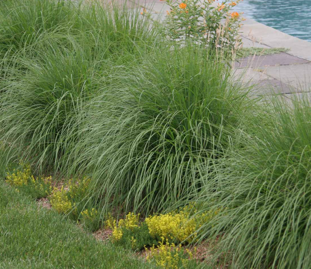 Miscanthus sinensis ‘Hameln’ (Dwarf Maiden Grass)- 3 plants