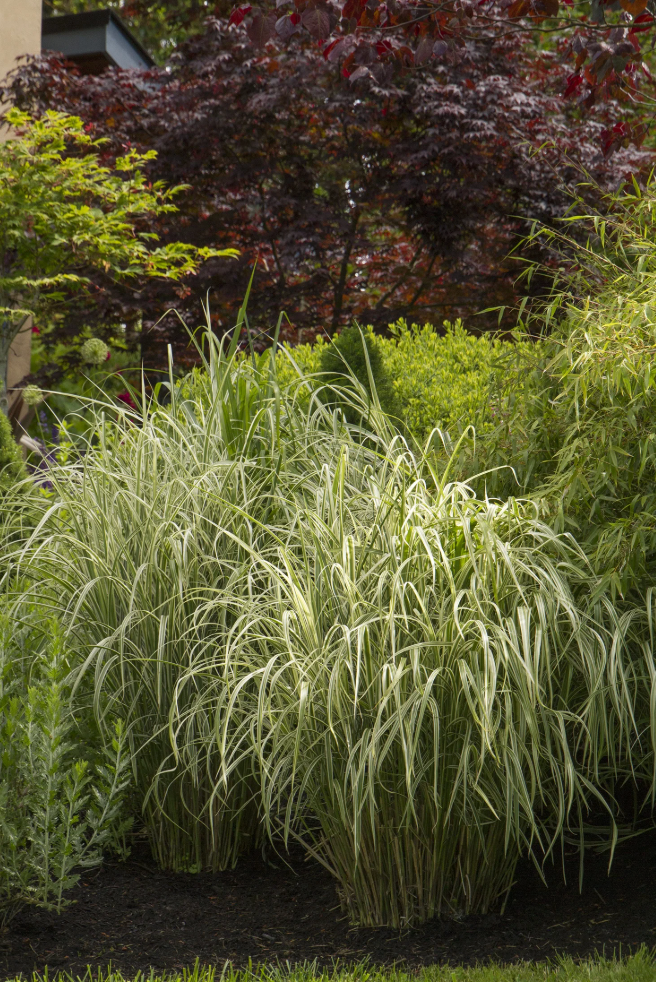 Miscanthus ‘Cabaret’ (Variegated Maiden Grass)- 2 plants