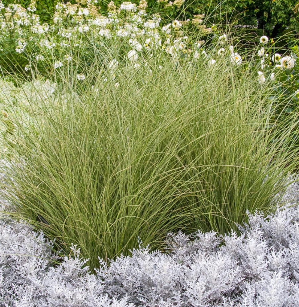 Miscanthus sinensis ‘Morning Light’ Ornamental Maiden Grass- 2 plants