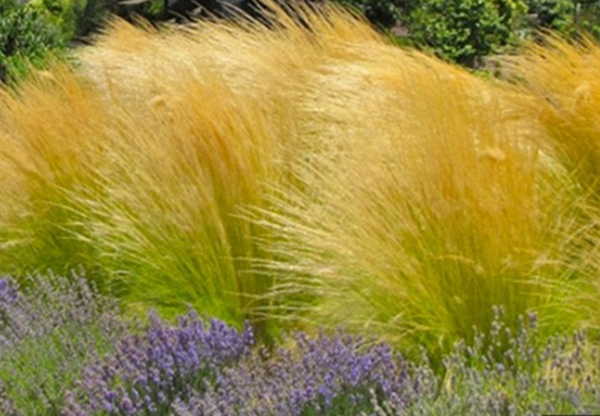 Mexican Feather Grass (Nassella tenuissima) 3 plants