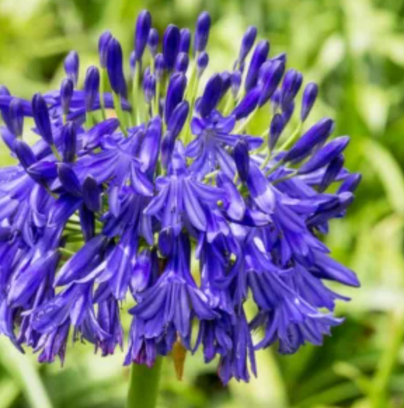 Agapanthus 'Northern Star' – Lily of the Nile (2 Plants)