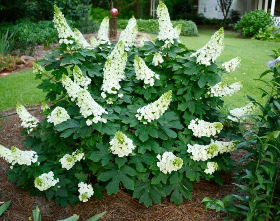 Hydrangea 'Ruby Slippers' – Oakleaf Hydrangea- North America native shrub (2 plants)