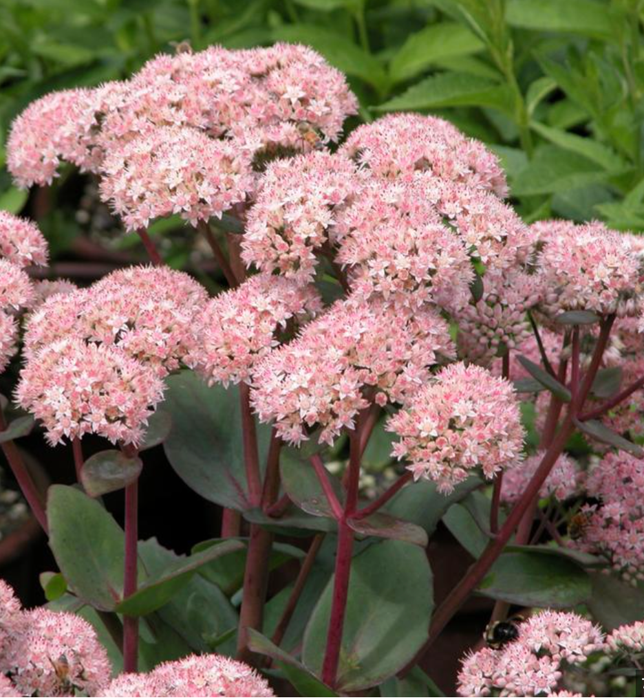 SEDUM 'Matrona' (3 Plants)