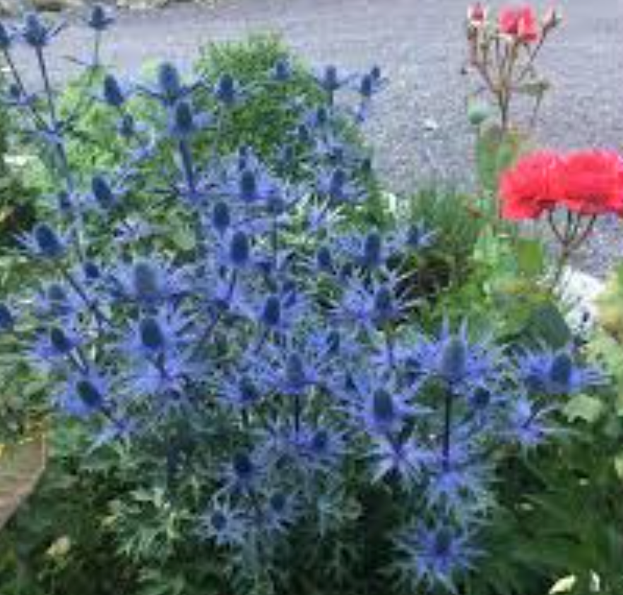 ERYNGIUM 'Big Blue - Sea Holly (2 plants)