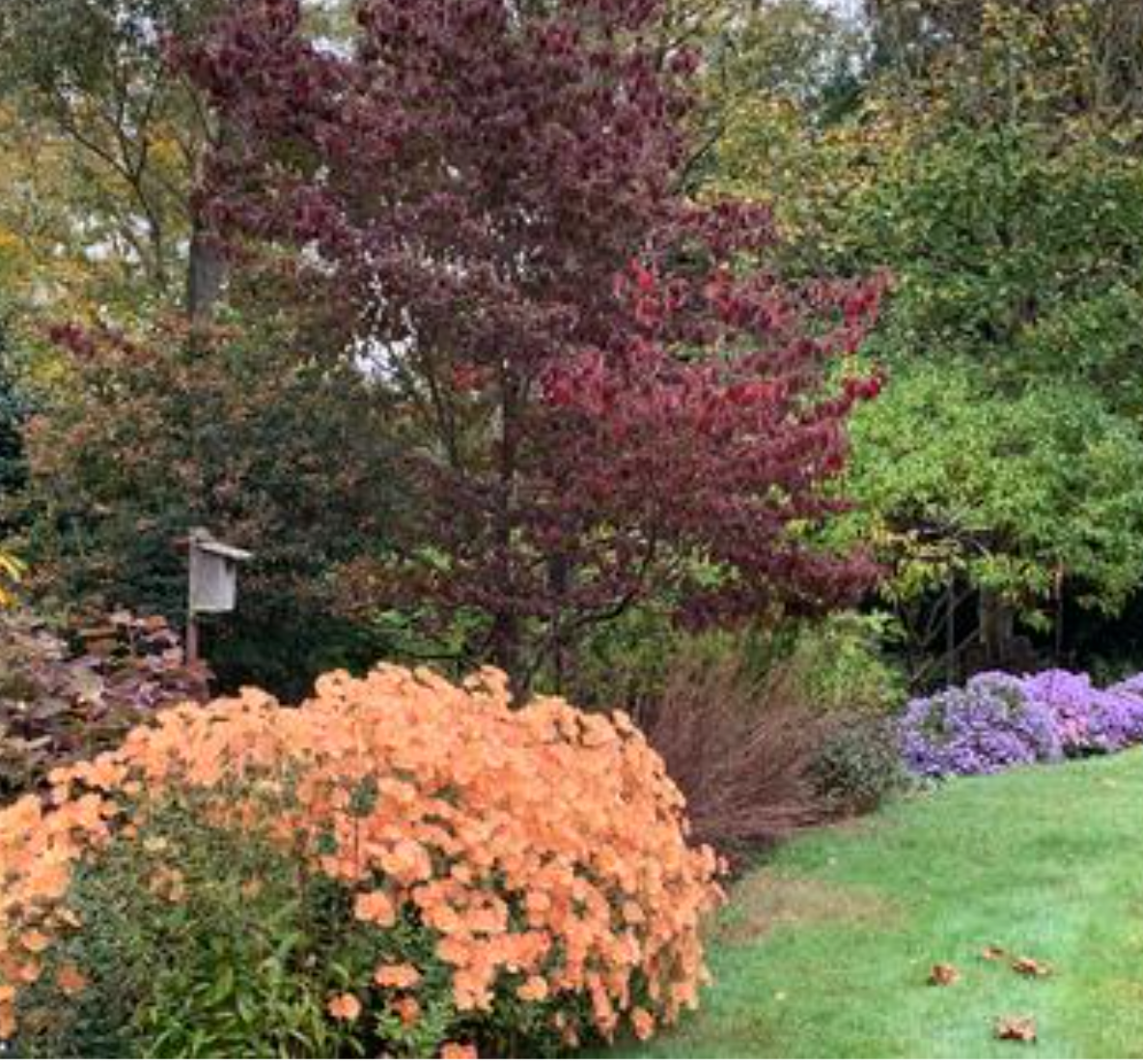 Hardy Chrysanthemum- Brandwine (3 plants)