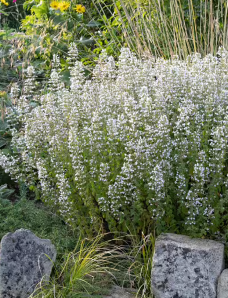 Calamintha Triumphator- 2 plants