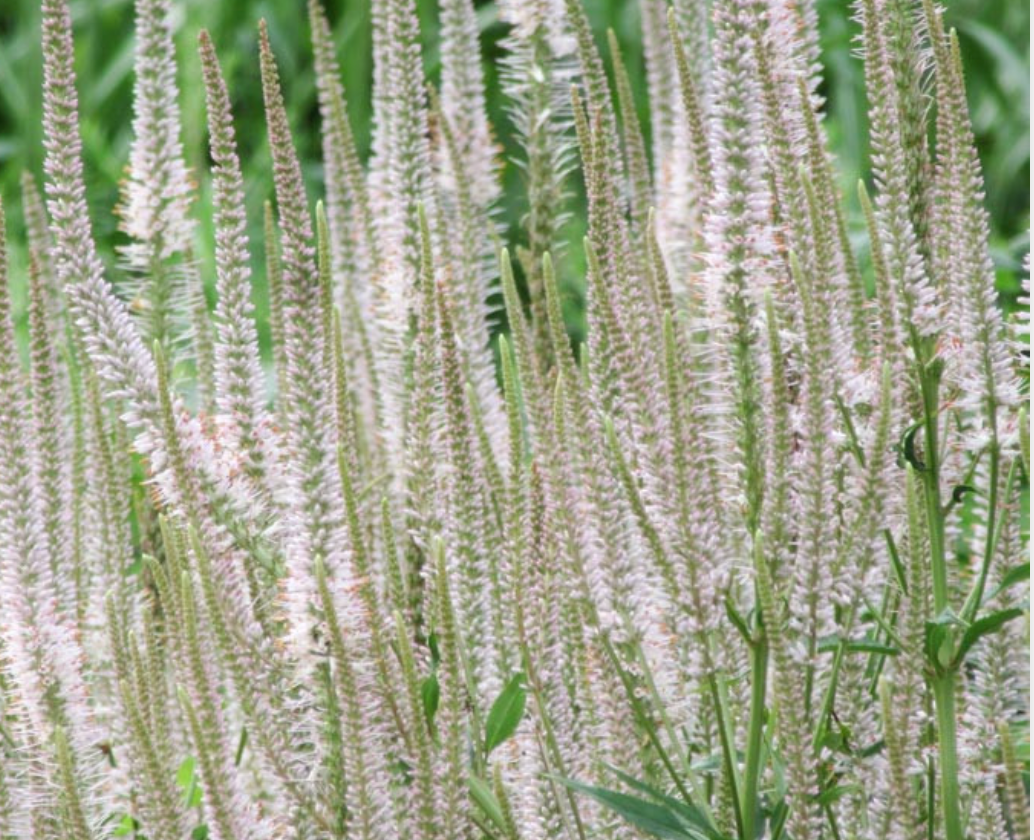 Veronicastrum virginicum (Culver’s Root) – Native Perennial (3 plants)