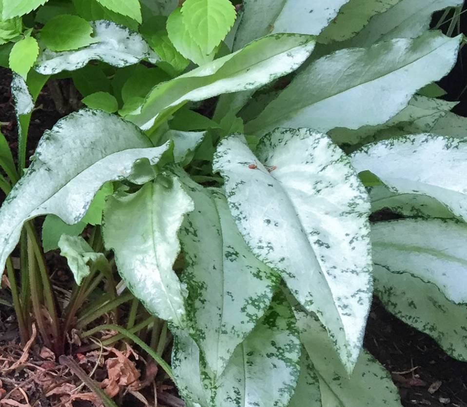 PULMONARIA 'Diana Clare'- 2 Plants