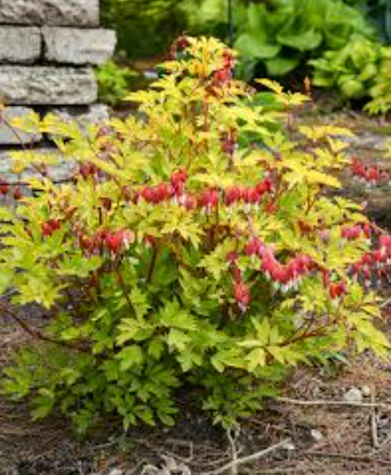 DICENTRA 'Ruby Gold' or "White Gold or Pink Gold (2 Plants)