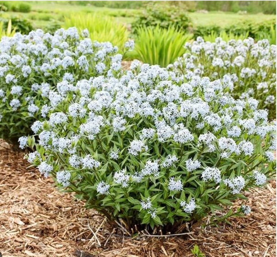 AMSONIA hubrichtii ‘Butterscotch’ (set of 2)