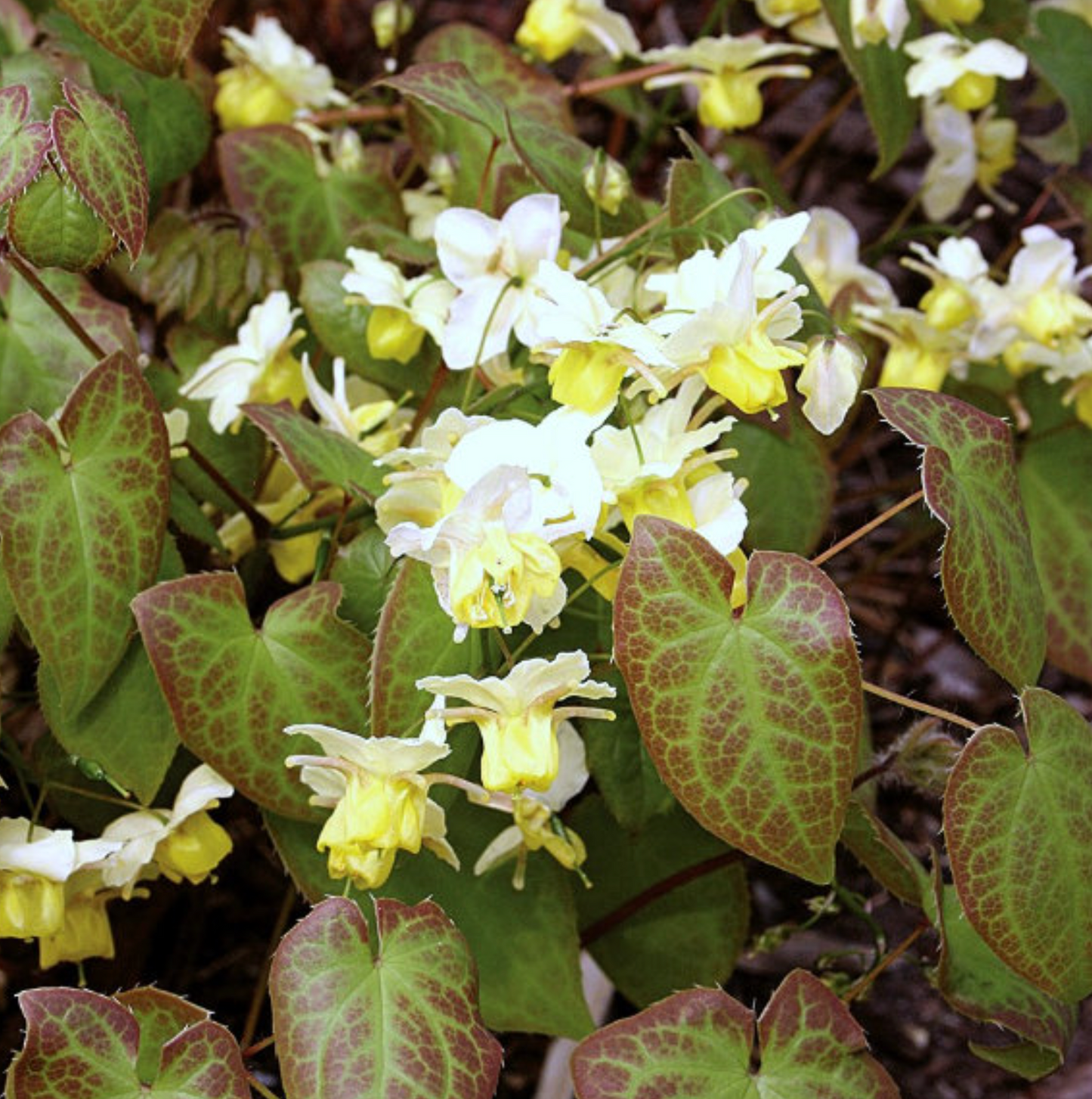 Epimedium × versicolor ‘Sulphureum’ (set of 2)