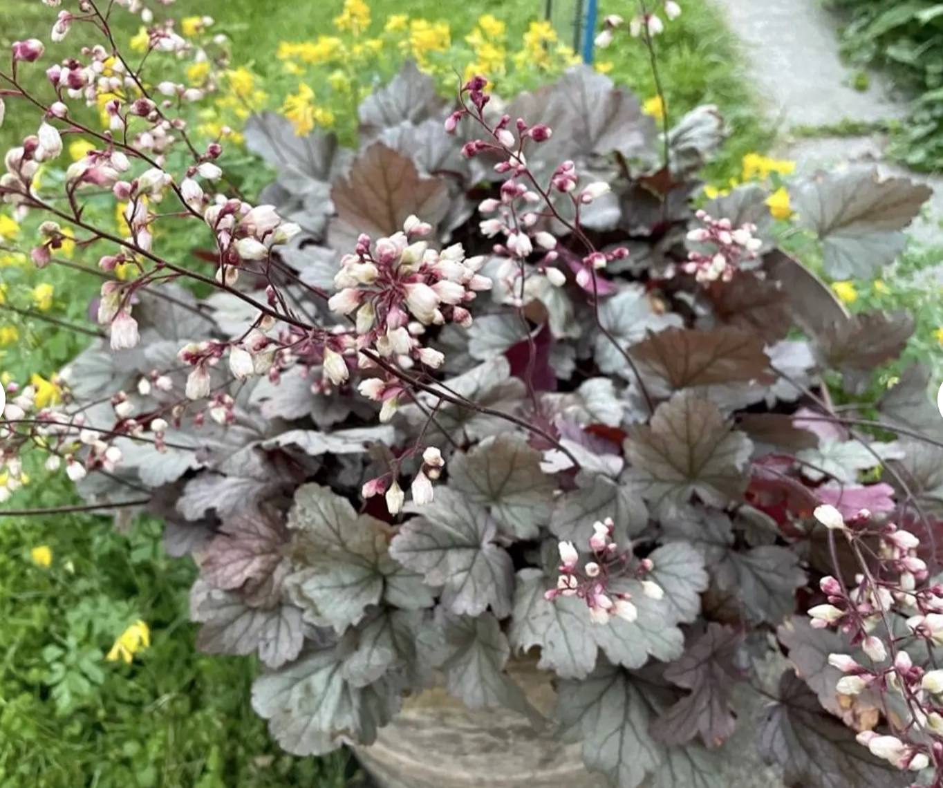HEUCHERA 'Stainless Steel' (2 Plants)