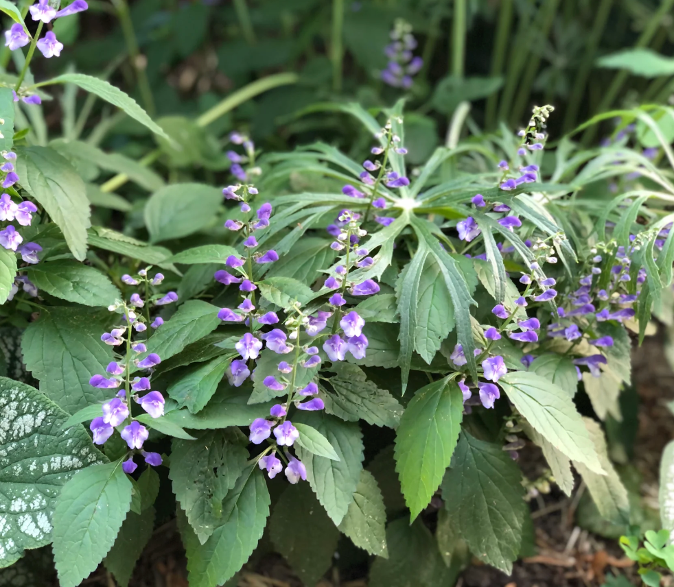 Scutellaria Appalachian Blues (set of 2)