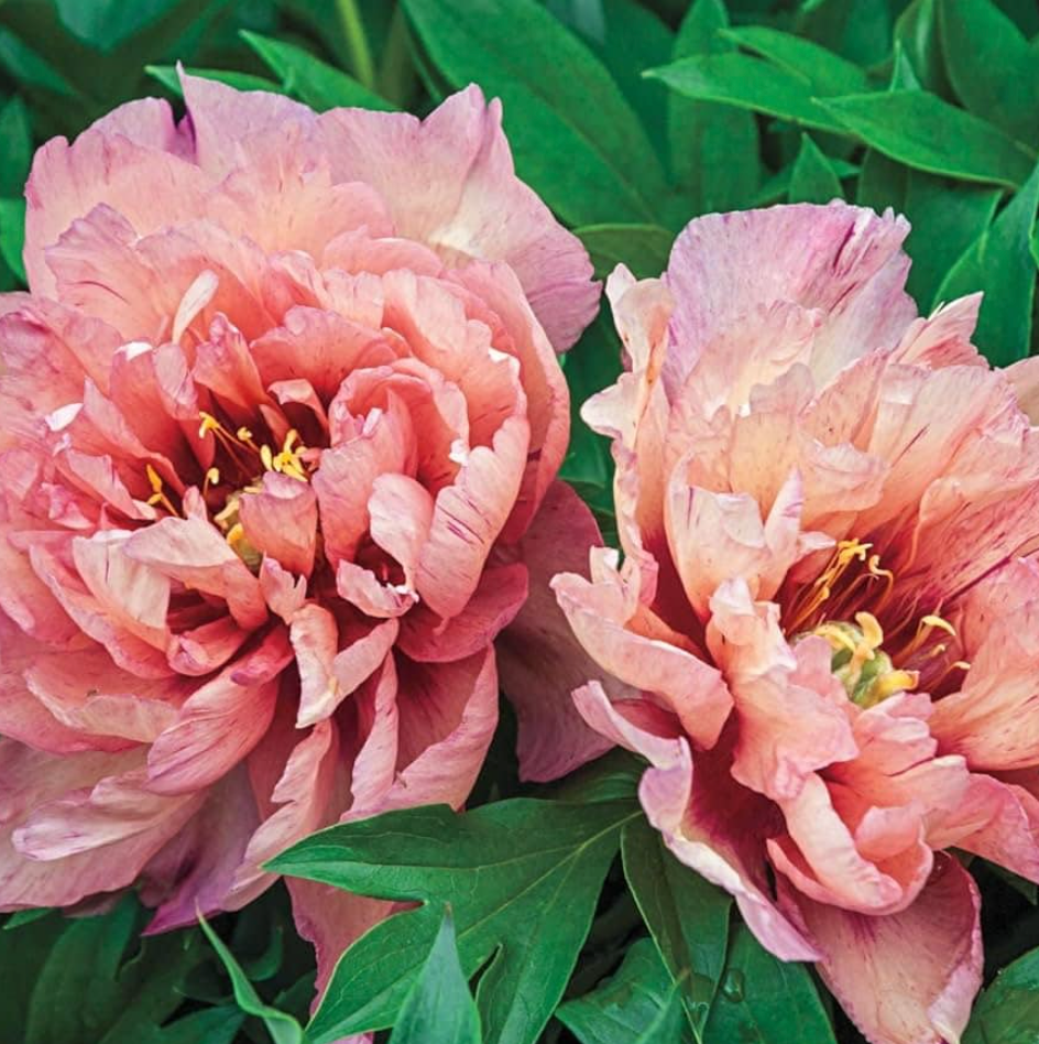Itoh Peony 'Kopper Kettle' Bare Root