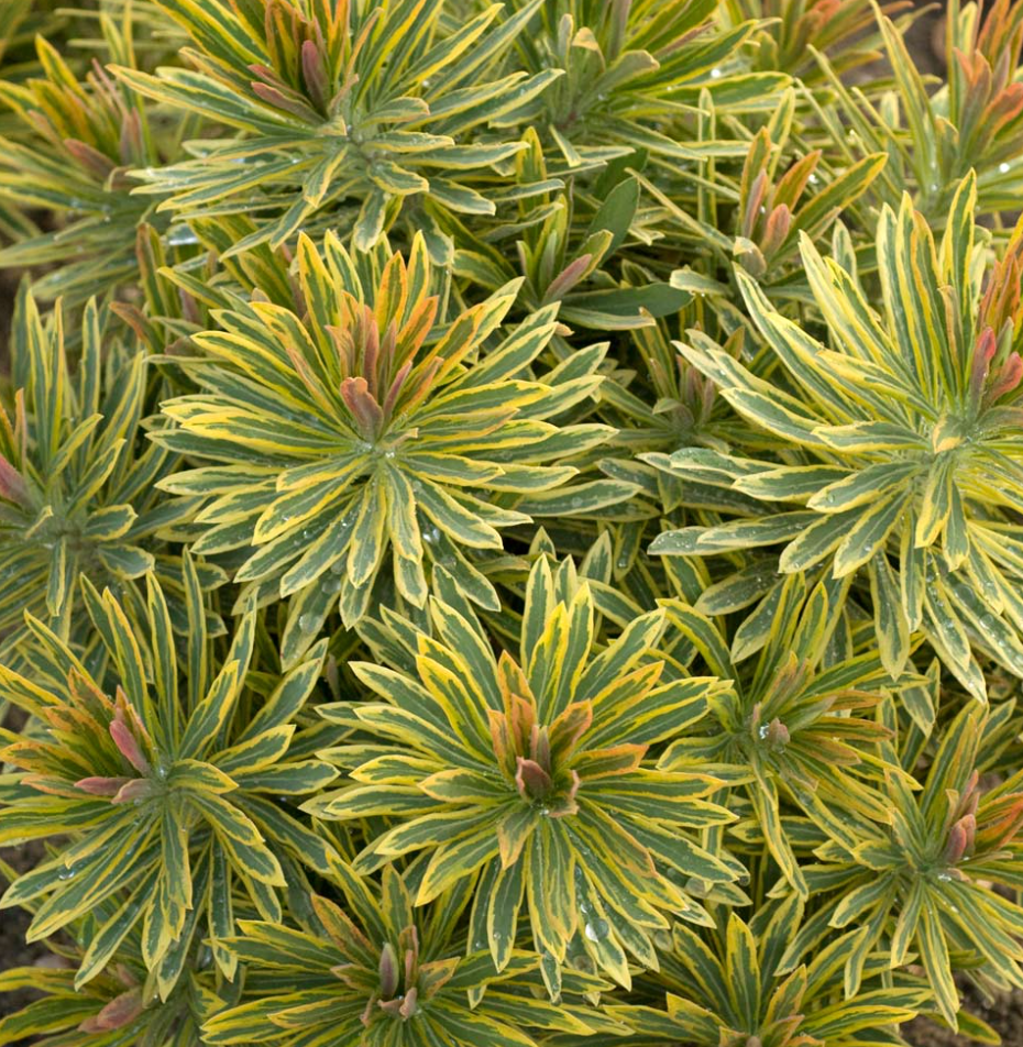 Euphorbia 'Ascot Rainbow' | Variegated Spurge || Deer Resistant |(set of 2)