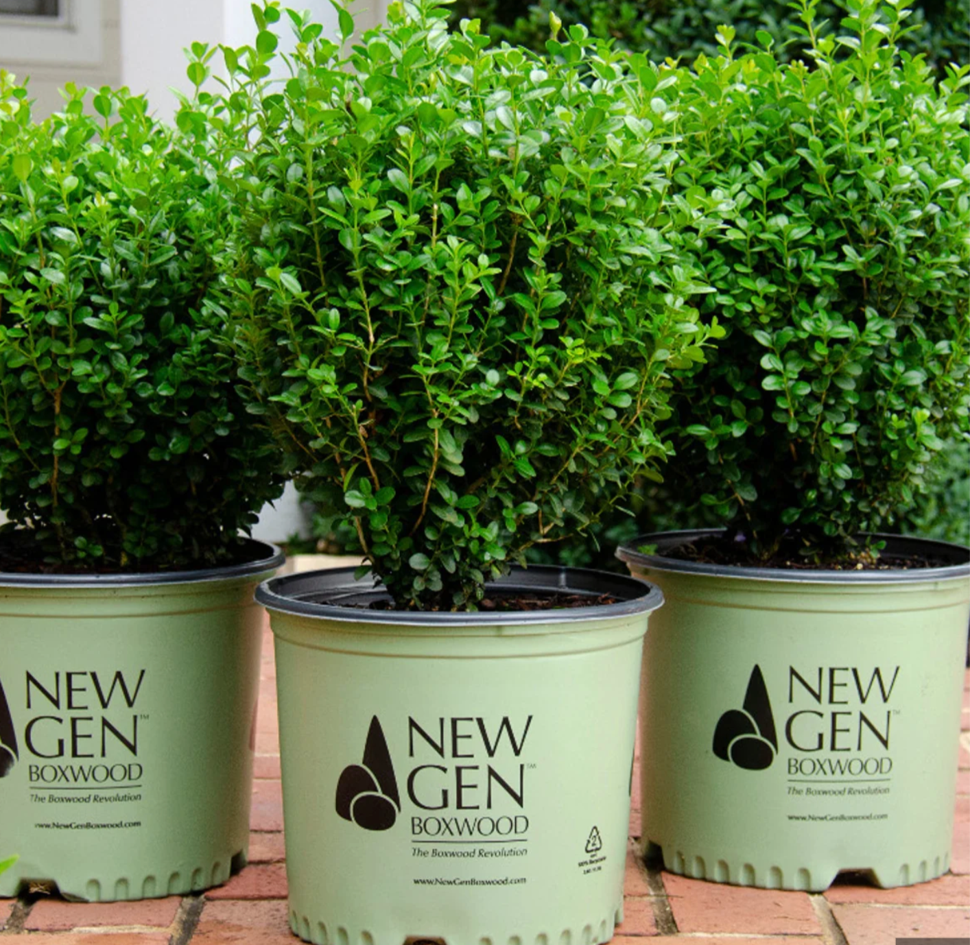 BUXUS 'NewGen Freedom' - 3 Gallon (Available for local pickup only)