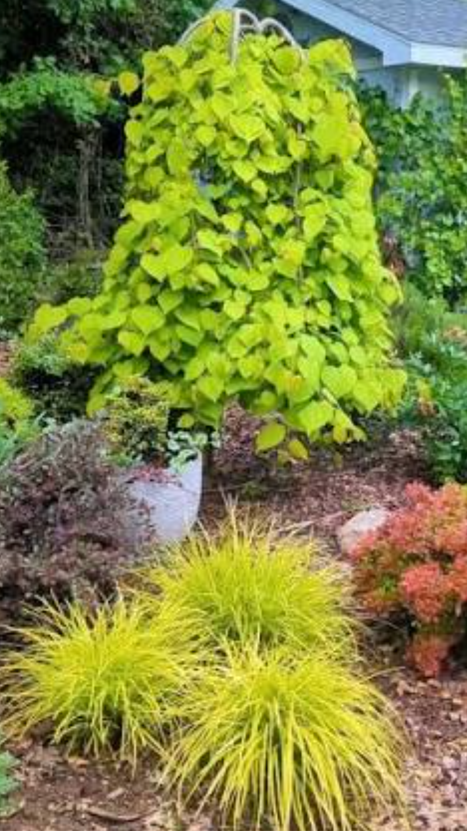 Cercis canadensis ‘Golden Falls’ — Weeping Golden Redbud | 10 Gallon - PICK-UP ONLY