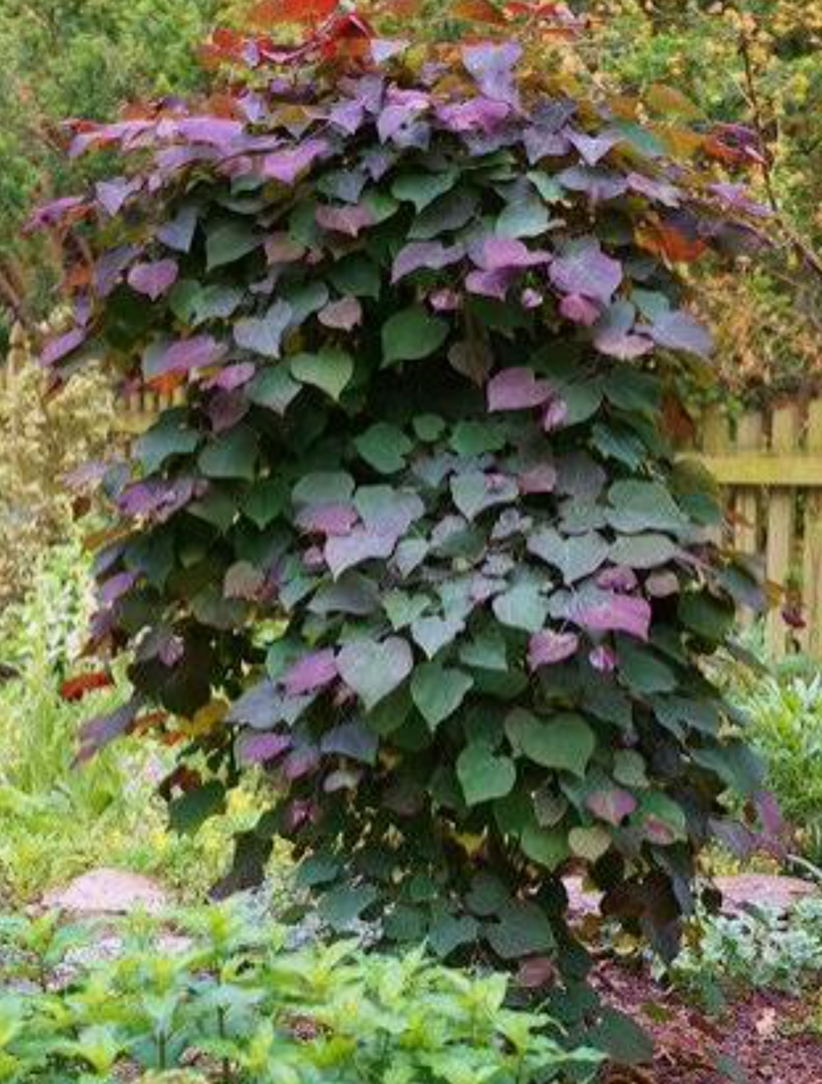Cercis canadensis ‘Ruby Falls’ — Weeping Redbud | #10 | 6–7' - PICK-UP ONLY