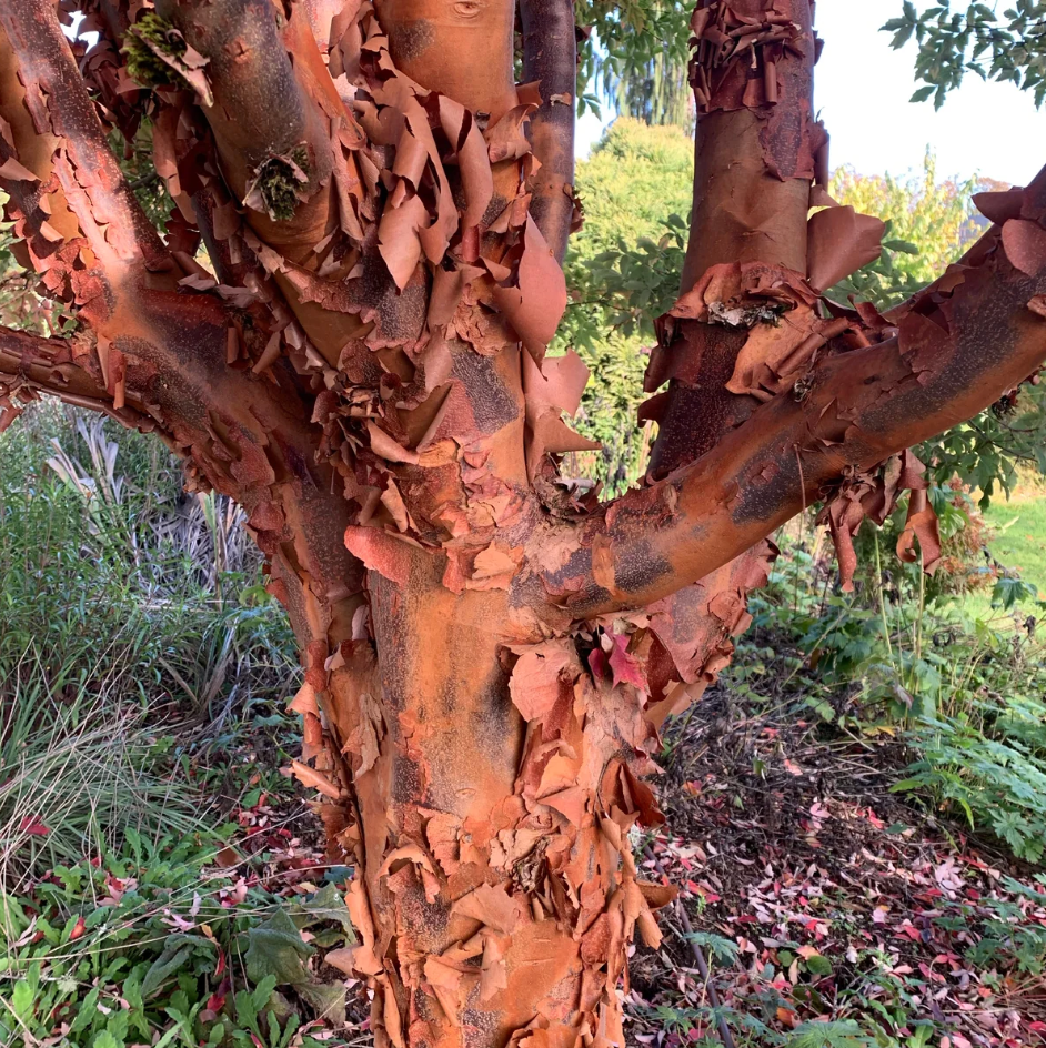 Acer griseum — Paperbark Maple | Large Specimen #10 | 6–7' - PICK-UP ONLY