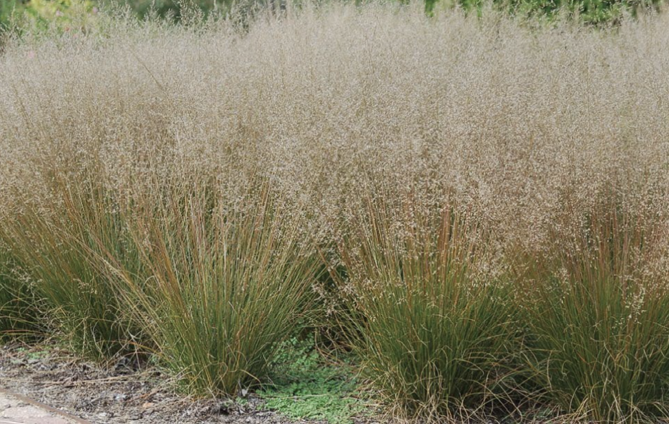 Sporobolus Heterolepis- Native Grass (3 plants)