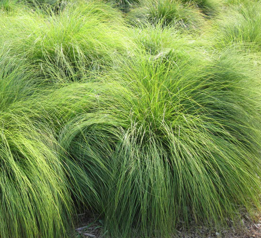 Sporobolus Heterolepis- Native Grass (3 plants)