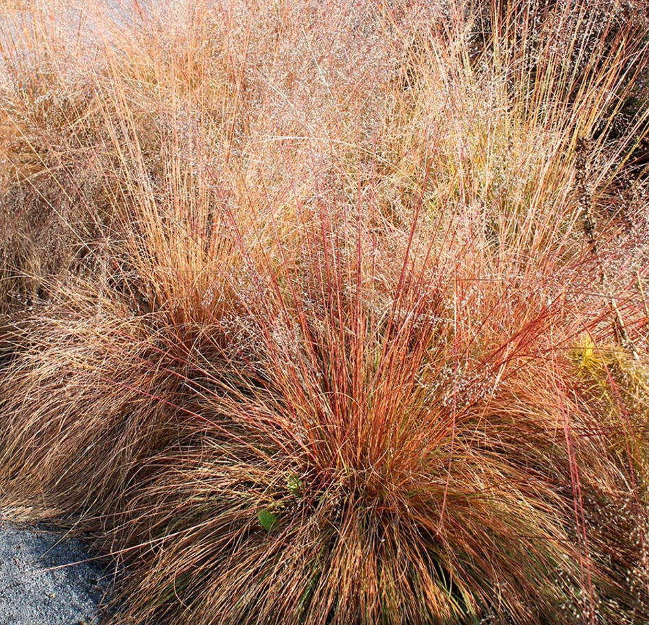 Sporobolus Heterolepis- Native Grass (3 plants)