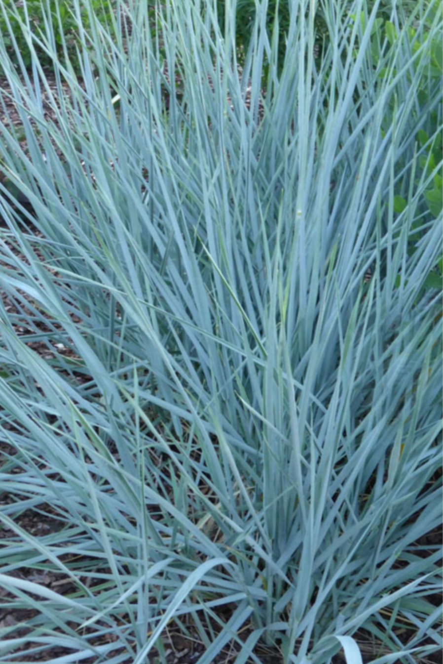 Leymus Blue Dune (3 Plants)