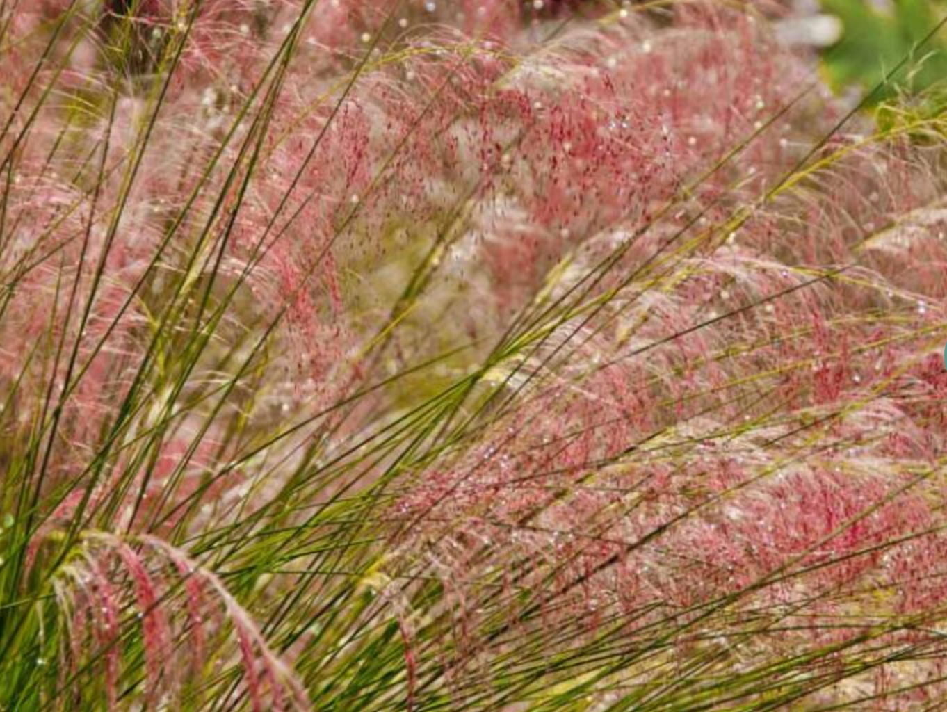 Native Ornamental Grass Muhlenbergia Pink Cloud- Pink Muhly Grass (2 Plants)