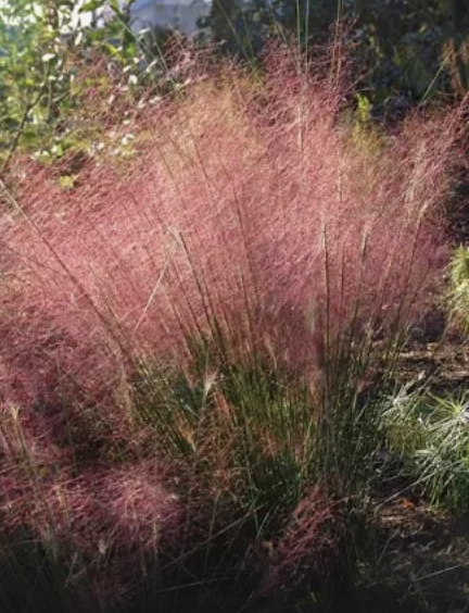 Native Ornamental Grass Muhlenbergia Pink Cloud- Pink Muhly Grass (2 Plants)